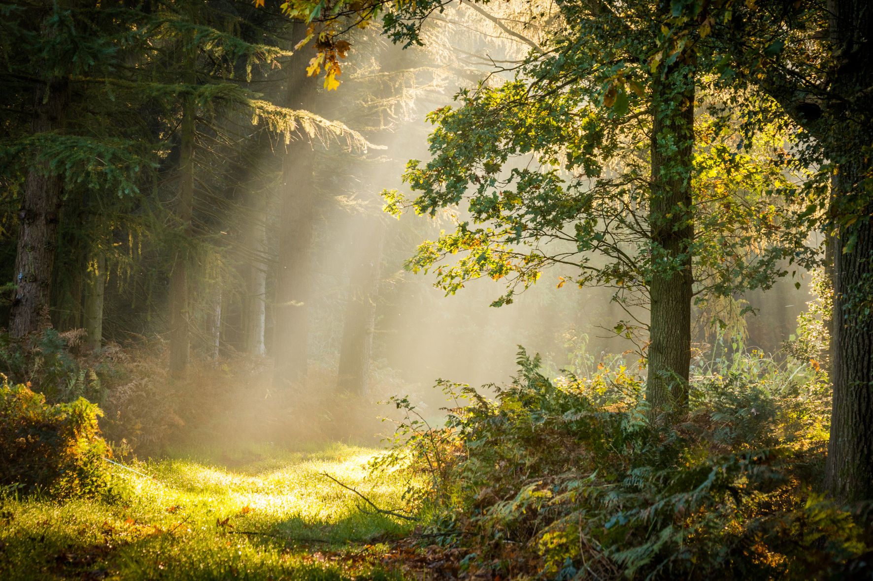 Zonlicht door het bos